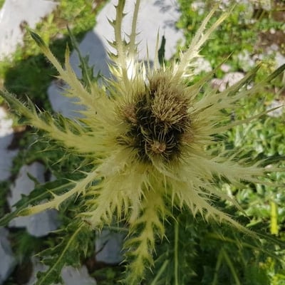 Cirsium spinosissimum — flower