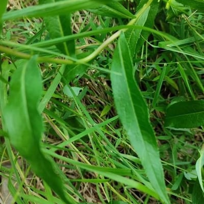 Lactuca sibirica — leaf