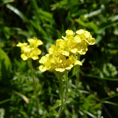 Alyssum montanum — flower