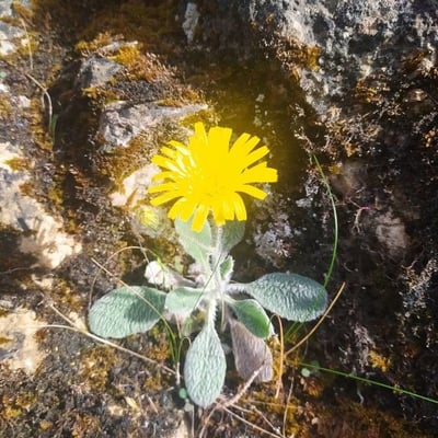 Hieracium villosum — flower