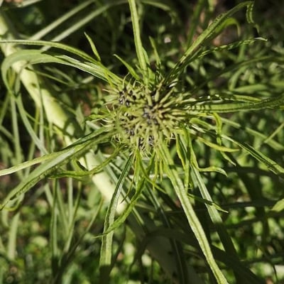 Thelesperma filifolium — fruit