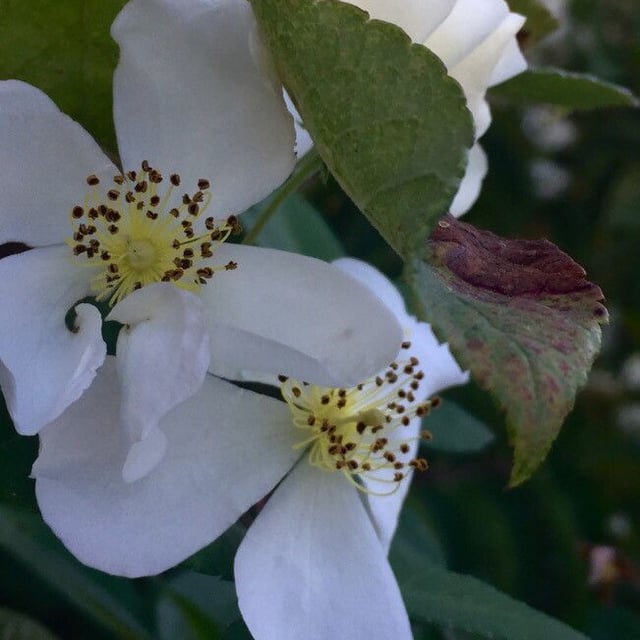 Rosa sempervirens — flower