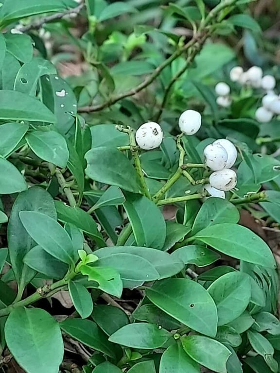 Psychotria serpens