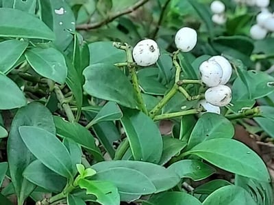 Psychotria serpens