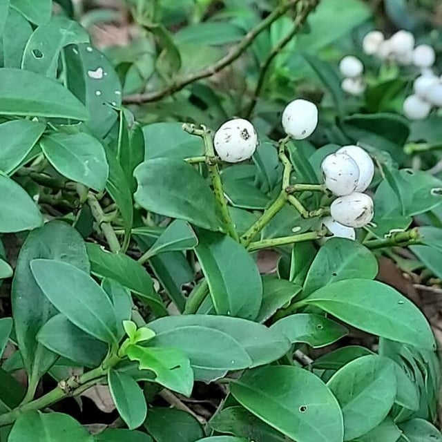 Psychotria serpens