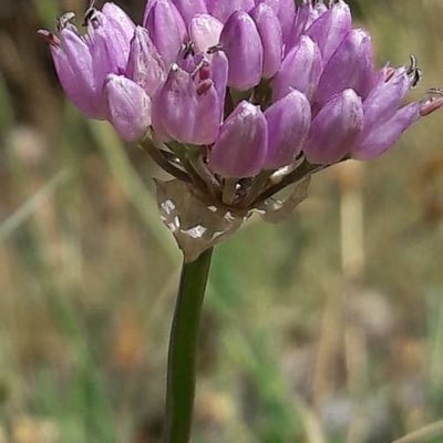Allium angulosum — flower