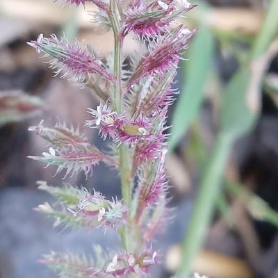 Tragus racemosus — flower