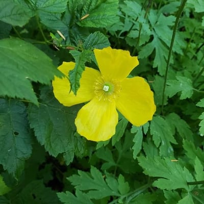 Stylophorum diphyllum — flower