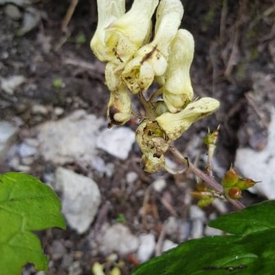 Aconitum vulparia — flower