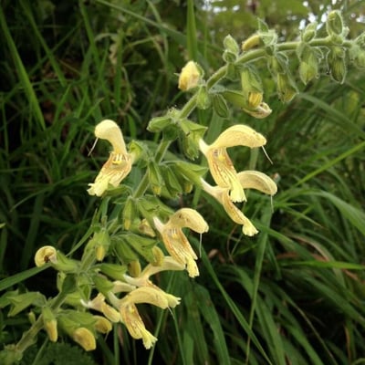 Salvia glutinosa — flower