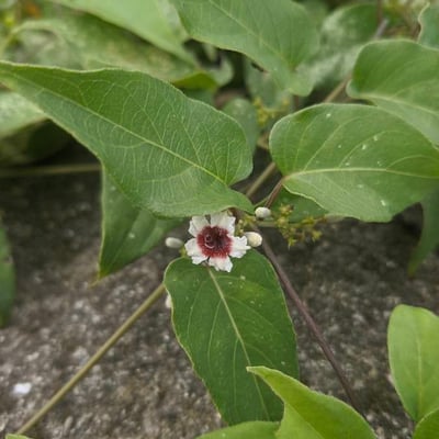Paederia foetida — flower