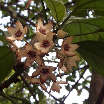 Cola nitida — flower