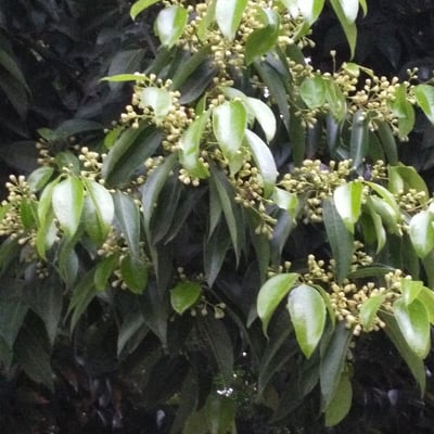 Cinnamomum burmanni — leaf