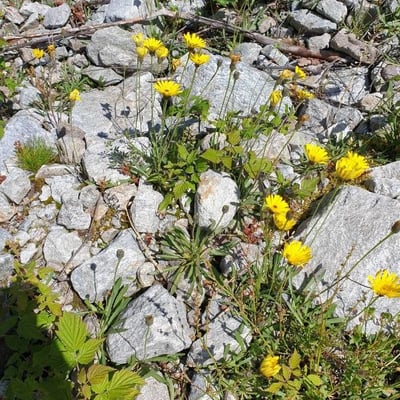 Tolpis staticifolia — flower