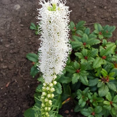 Sanguisorba canadensis — flower