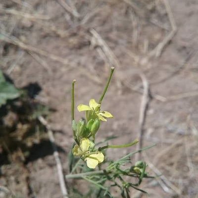 Descurainia pinnata — flower