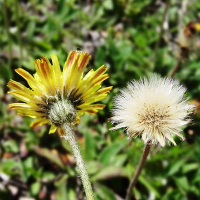 Pilosella lactucella — flower