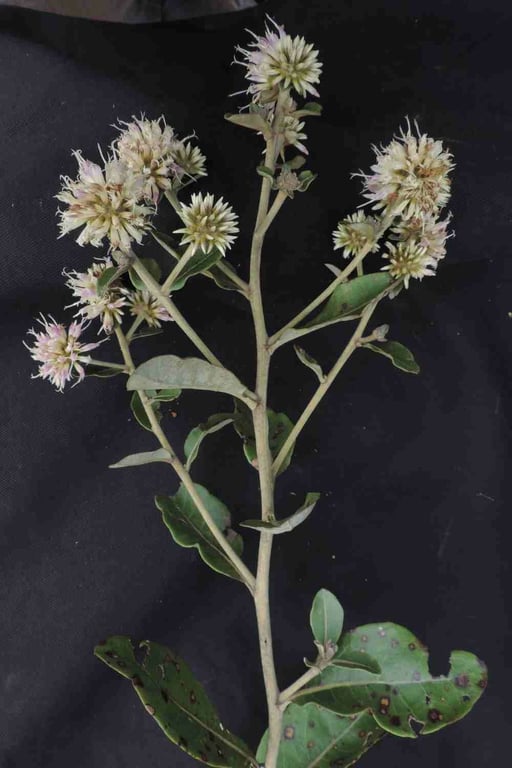 Eremanthus glomerulatus