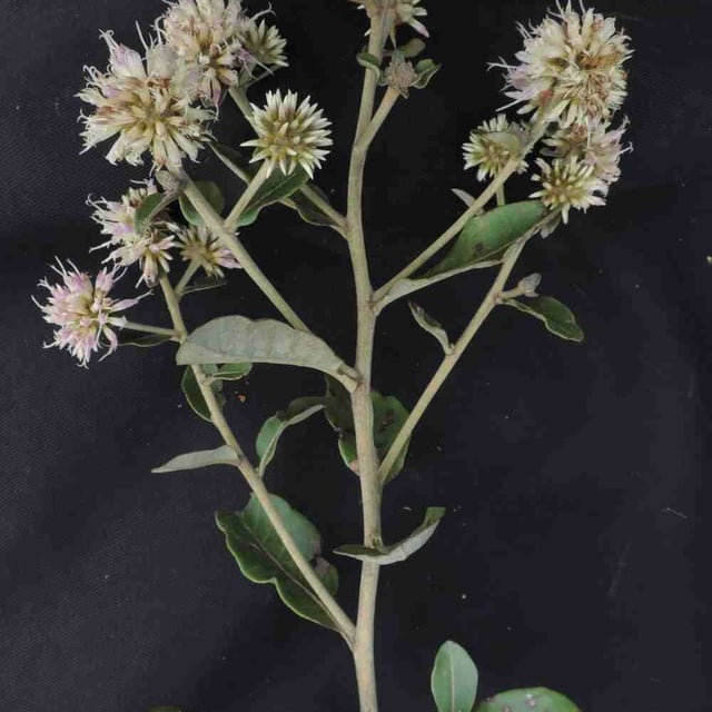 Eremanthus glomerulatus