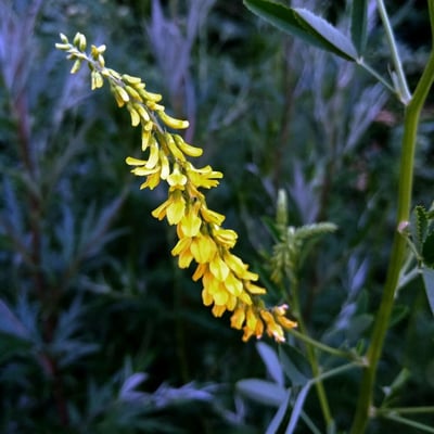 Melilotus officinalis — flower