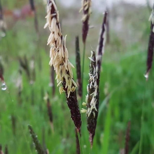 Alopecurus myosuroides — flower
