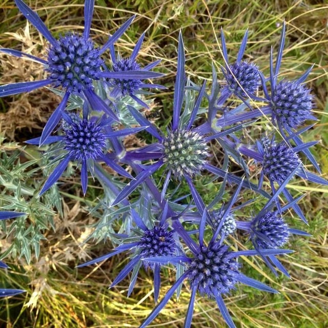 Eryngium bourgatii — flower