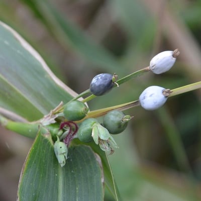 Coix lacryma-jobi — flower