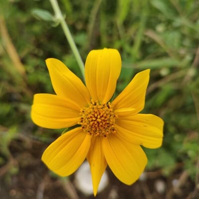 Viguiera dentata — flower