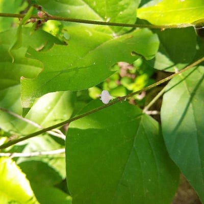 Amphicarpaea bracteata — flower