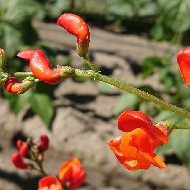 Phaseolus coccineus — flower