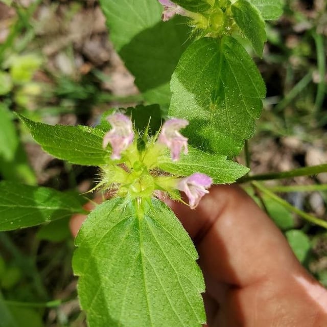 Galeopsis bifida — flower