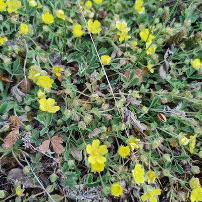 Potentilla cinerea — flower