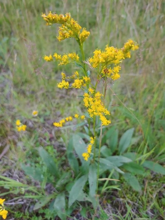 Early goldenrod