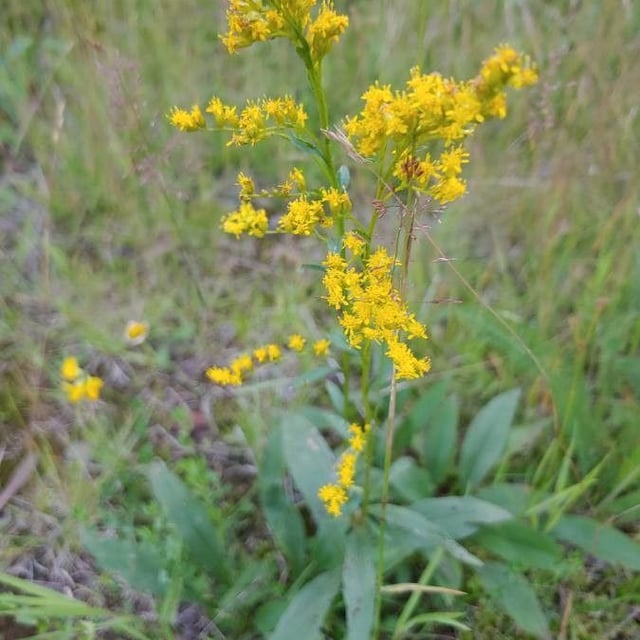 Solidago juncea — flower
