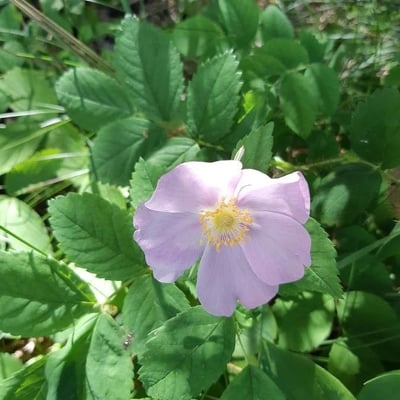 Rosa woodsii — flower