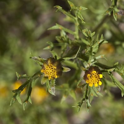 Dyssodia papposa — flower