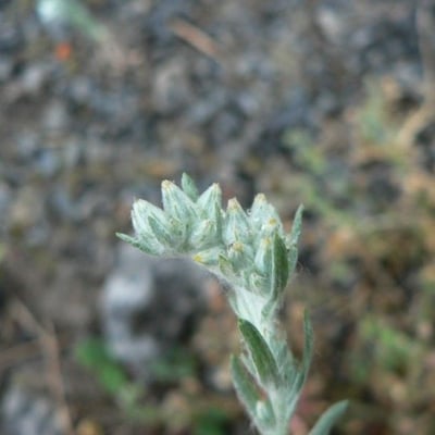 Filago arvensis — flower