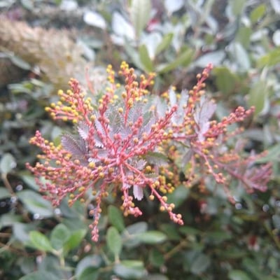 Acacia baileyana — flower