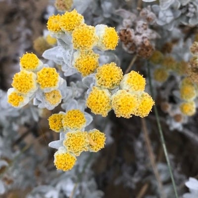 Achillea maritima — flower