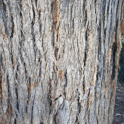Eucalyptus pilularis — bark