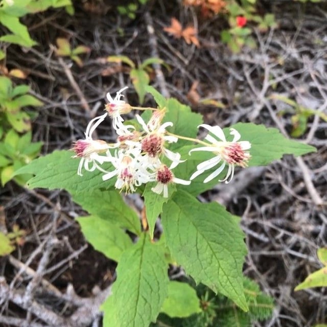 Oclemena acuminata — flower