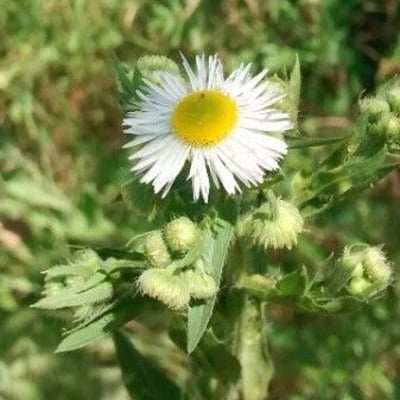 Erigeron philadelphicus — flower