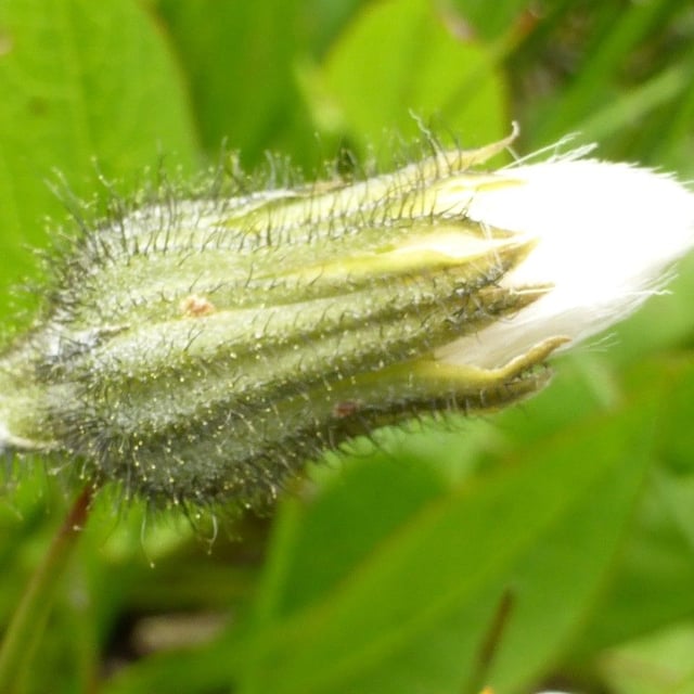 Willemetia stipitata — flower