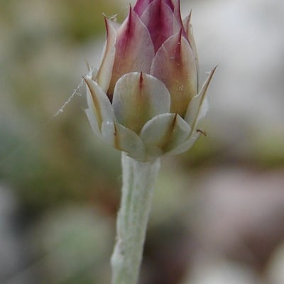 Xeranthemum inapertum — flower