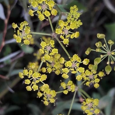 Pastinaca sativa — flower