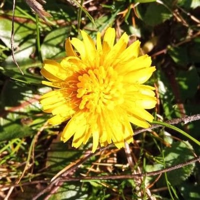 Crepis sancta — flower