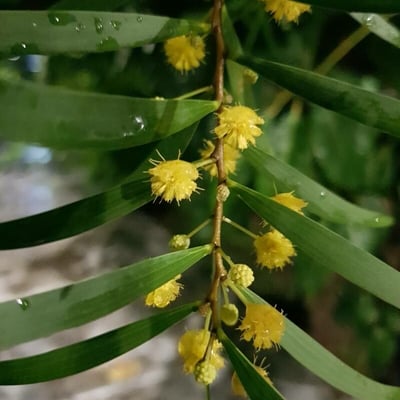 Acacia confusa — flower