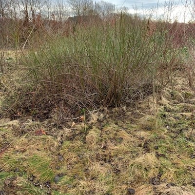 Eragrostis pectinacea — leaf