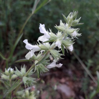 Stachys annua — flower