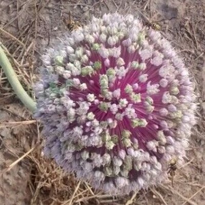 Allium cepa — flower